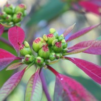 Euphorbia pulcherrima Willd. ex Klotzsch